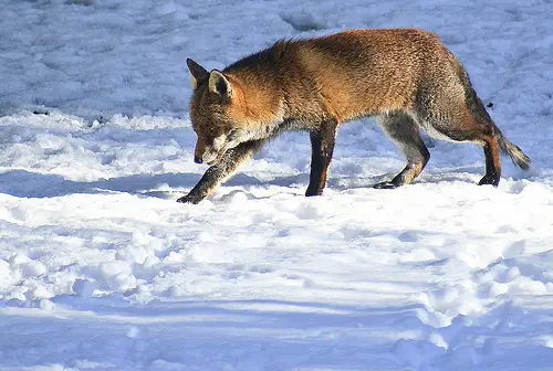 Male Foxes