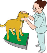 have antibiotics for dogs.