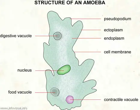 bacteria amoeba