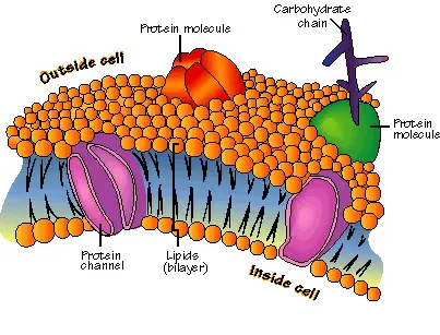 animal cell membrane structure. +cell+membrane+structure