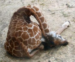 q8264185_1755516_487_sleeping_baby_giraffe