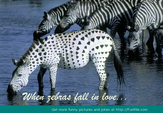 zebra hearts shape