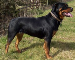 Do Rottweilers Shed