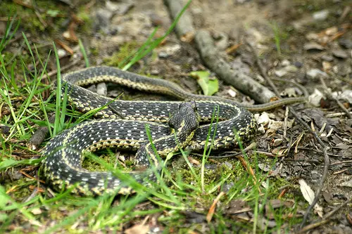 What Kind Of Snake That Is Native To N E Ohio Has A Yellow Belly With ...